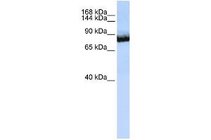 Image no. 1 for anti-Unc-5 Homolog C (C. Elegans) (Unc5c) (C-Term) antibody (ABIN2773863)