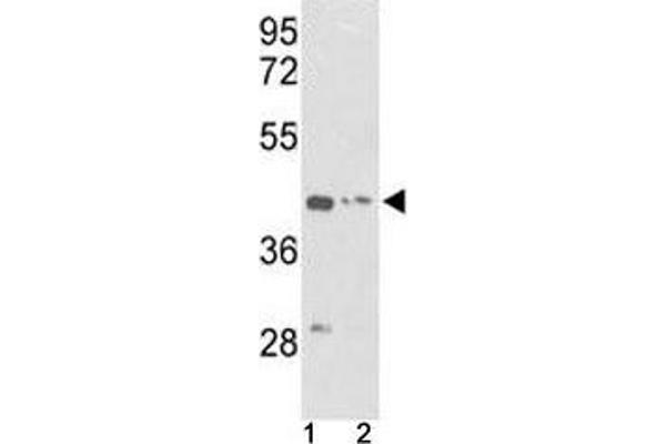 anti-Actin, gamma 1 (ACTG1) (AA 188-215) antibody