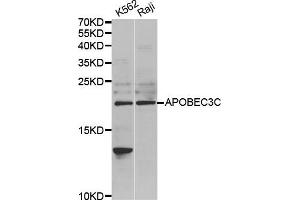 Image no. 1 for anti-Apolipoprotein B mRNA Editing Enzyme, Catalytic Polypeptide-Like 3C (APOBEC3C) antibody (ABIN1980244)
