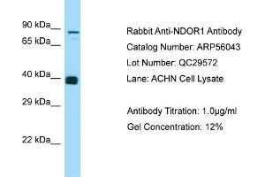 Image no. 1 for anti-NADPH Dependent Diflavin Oxidoreductase 1 (NDOR1) (N-Term) antibody (ABIN2786492)