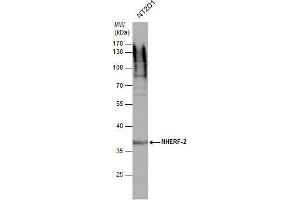 WB Image NHERF-2 antibody detects NHERF-2 protein by western blot analysis.