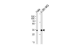 TAF8 antibody  (AA 151-178)