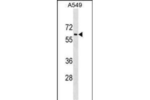 TRAM1L1 抗体  (C-Term)