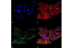 Image no. 1 for anti-ATG7 Autophagy Related 7 (ATG7) (N-Term) antibody (ABIN5065885)