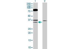 Image no. 1 for anti-Eukaryotic Translation Initiation Factor 4E Binding Protein 2 (EIF4EBP2) (AA 1-120) antibody (ABIN515209)