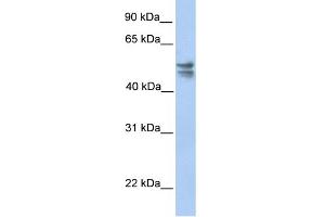Image no. 1 for anti-tRNA 5-Methylaminomethyl-2-Thiouridylate Methyltransferase (TRMU) (C-Term) antibody (ABIN2783515)