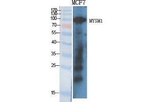 Image no. 2 for anti-Myb-Like, SWIRM and MPN Domains 1 (MYSM1) (Internal Region) antibody (ABIN3185748)