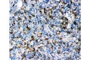 CD8 anticorps  (AA 22-187)