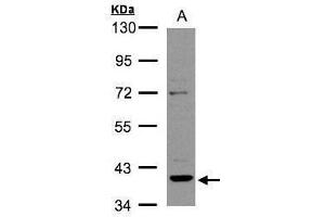WB Image Sample(30 ug whole cell lysate) A:Raji , 10% SDS PAGE antibody diluted at 1:2000
