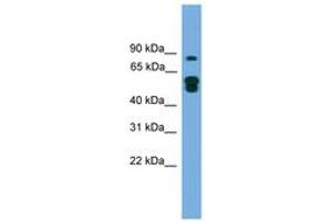 Image no. 1 for anti-MTOR associated protein, eak-7 homolog (MEAK7) (N-Term) antibody (ABIN6746515)