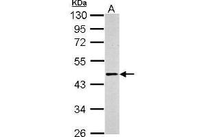 Image no. 3 for anti-Adrenergic, beta-2-, Receptor, Surface (ADRB2) (C-Term) antibody (ABIN2857031)