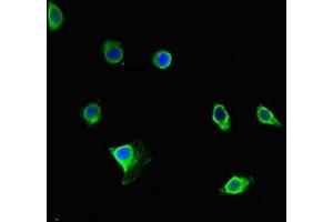 Immunofluorescent analysis of Hela cells using ABIN7165071 at dilution of 1:100 and Alexa Fluor 488-congugated AffiniPure Goat Anti-Rabbit IgG(H+L)