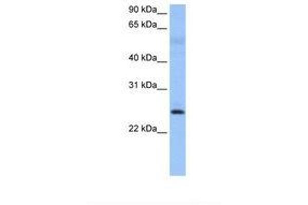 ROPN1 Antikörper  (AA 39-88)