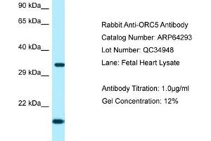 anti-Origin Recognition Complex, Subunit 5 (ORC5) (C-Term) antibody