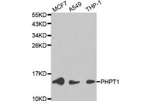 Image no. 3 for anti-phosphohistidine Phosphatase 1 (PHPT1) antibody (ABIN3021489)
