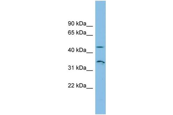 RHBG antibody  (N-Term)