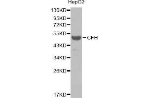 Image no. 1 for anti-Complement Factor H (CFH) antibody (ABIN3023097)