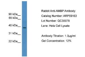 Image no. 2 for anti-alpha 1 Microglobulin/bikunin precursor (AMBP) (N-Term) antibody (ABIN2787960)