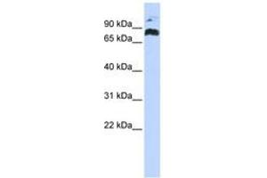 Image no. 1 for anti-PHD Finger Protein 21A (PHF21A) (AA 324-373) antibody (ABIN6742488)