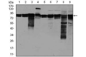Image no. 3 for anti-Eukaryotic Translation Initiation Factor 4B (EIF4B) antibody (ABIN1107074)
