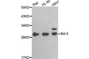 Bcl-2 Antikörper  (AA 81-131)