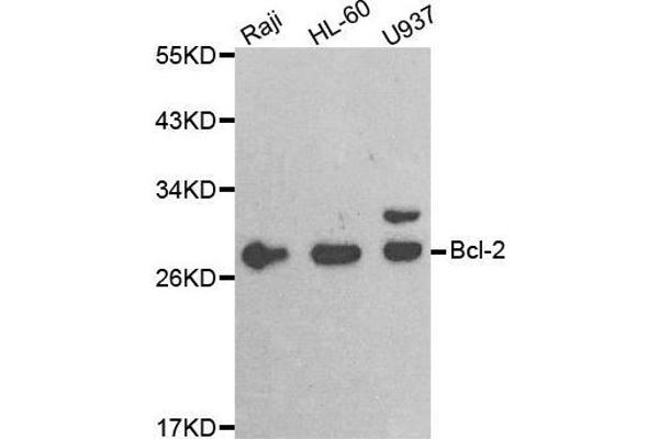 Bcl-2 Antikörper  (AA 81-131)