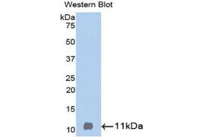 Image no. 1 for anti-Betacellulin (BTC) (AA 32-111) antibody (ABIN1077859)