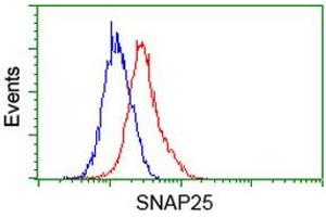 Image no. 4 for anti-Synaptosomal-Associated Protein, 25kDa (SNAP25) antibody (ABIN1501017)