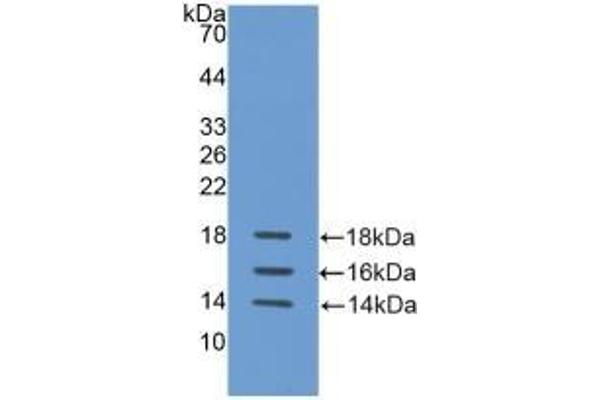 IL-15 Antikörper  (AA 50-162)