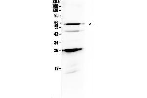 Image no. 1 for anti-Solute Carrier Family 7 (Cationic Amino Acid Transporter, Y+ System), Member 3 (SLC7A3) (AA 1-30), (N-Term) antibody (ABIN5518958)