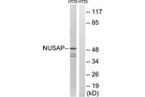 Image no. 1 for anti-Nucleolar and Spindle Associated Protein 1 (NUSAP1) (AA 392-441) antibody (ABIN1535127)