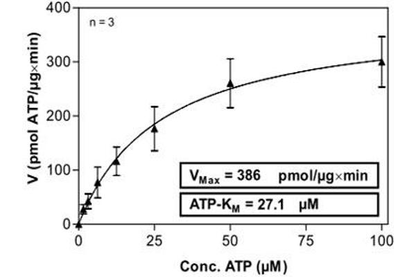 PAK1 Protein (AA 1-545) (His-GST)