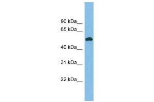 Image no. 2 for anti-CUGBP, Elav-Like Family Member 5 (CELF5) (Middle Region) antibody (ABIN2776548)