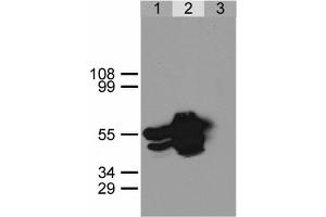 Image no. 3 for anti-Green Fluorescent Protein (GFP) antibody (ABIN302066)