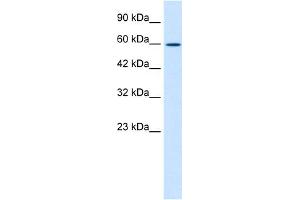 Image no. 1 for anti-Zinc Finger Protein 12 (ZNF12) (N-Term) antibody (ABIN2776530)