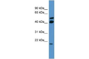 Image no. 1 for anti-RAS-Like, Estrogen-Regulated, Growth Inhibitor (RERG) (C-Term) antibody (ABIN2788161)