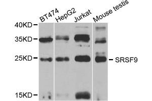 Image no. 2 for anti-serine/arginine-Rich Splicing Factor 9 (SFRS9) antibody (ABIN1877097)