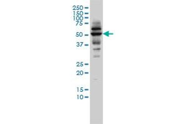 CAP2 anticorps  (AA 1-477)