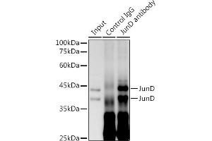 JunD antibody