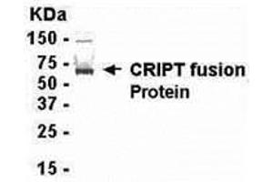 anti-Cysteine-Rich PDZ-Binding Protein (CRIPT) (AA 1-101) antibody