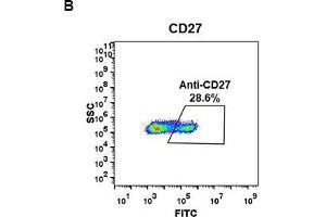 Image no. 3 for anti-CD27 Molecule (CD27) (AA 20-191) antibody (ABIN6964054)