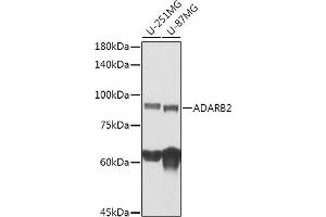 ADARB2 抗体