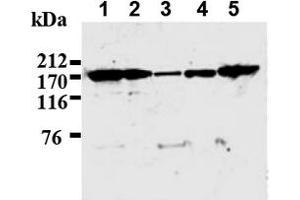 Image no. 1 for anti-IQ Motif Containing GTPase Activating Protein 1 (IQGAP1) antibody (ABIN487492)