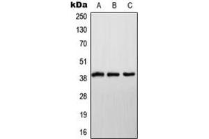 Image no. 1 for anti-NADH Dehydrogenase (Ubiquinone) 1 alpha Subcomplex, 9, 39kDa (NDUFA9) (Center) antibody (ABIN2706659)