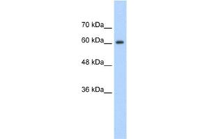 Image no. 1 for anti-Synaptotagmin Binding, Cytoplasmic RNA Interacting Protein (SYNCRIP) (Middle Region) antibody (ABIN2778979)