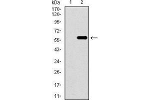 Image no. 4 for anti-WD Repeat Domain 66 (WDR66) (AA 1-250) antibody (ABIN1724827)