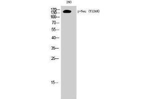 Image no. 1 for anti-Neuralized Homolog (Drosophila) (NEURL) (pTyr1248) antibody (ABIN3182077)