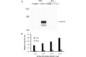 Transcription factor activity assay of GATA-1 from nuclear extracts of K562 cells or HeLa cells.