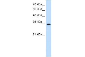 Image no. 2 for anti-Transient Receptor Potential Cation Channel, Subfamily M, Member 5 (TRPM5) (N-Term) antibody (ABIN630115)