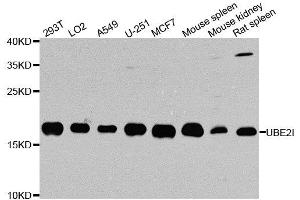 UBE2I Antikörper  (AA 1-158)
